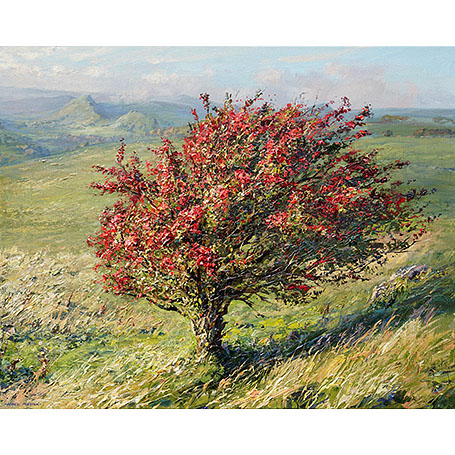 Red Hawthorn, Pilsbury