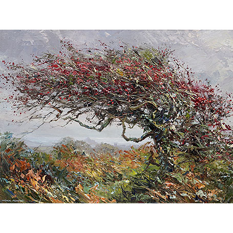 Windswept Hawthorn, Mount's Bay